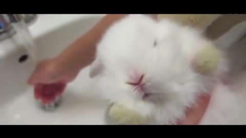 cute little rabbit