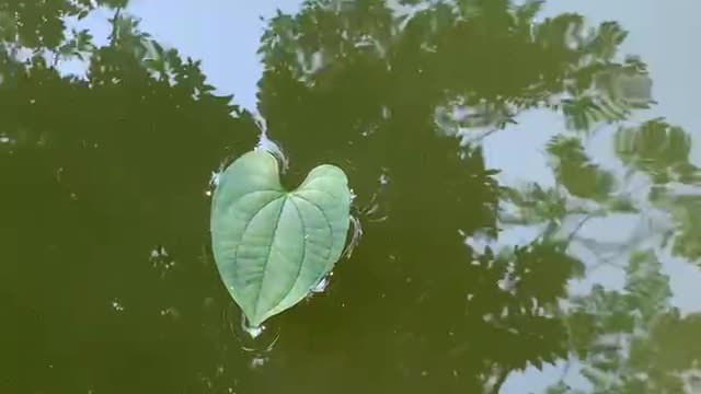 Drifting leaves