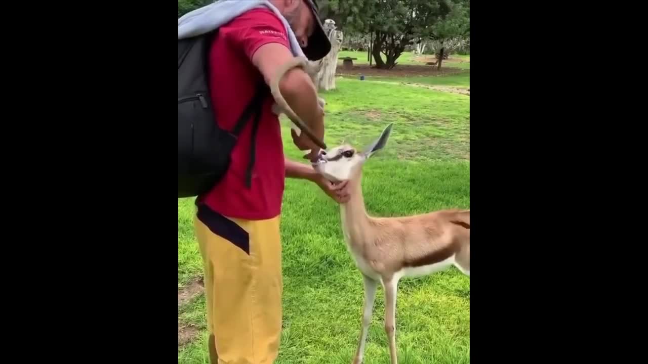AWW Animals SOO Cute! Cute baby animals Videos Compilation cute moment of the animals #7