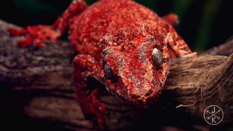 Reptiles & Amphibians nature video