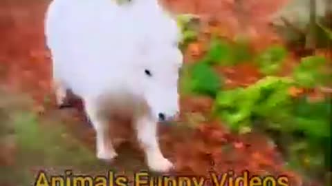The Baby Horse Is Roaming In | The Forest Happily | Wonderful Animals Videos | Shorts 😆💛