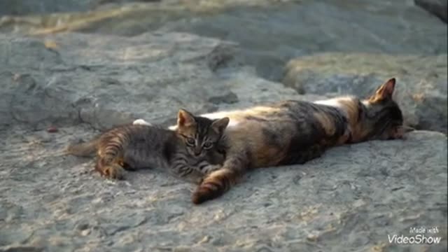 Small kitten playing with her mom