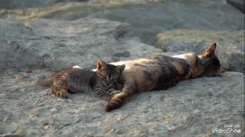 Small kitten playing with her mom