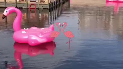 Flamingos on vacation