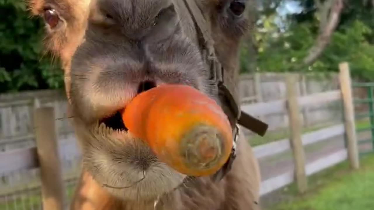 Help me give animals some treats!animals best treat