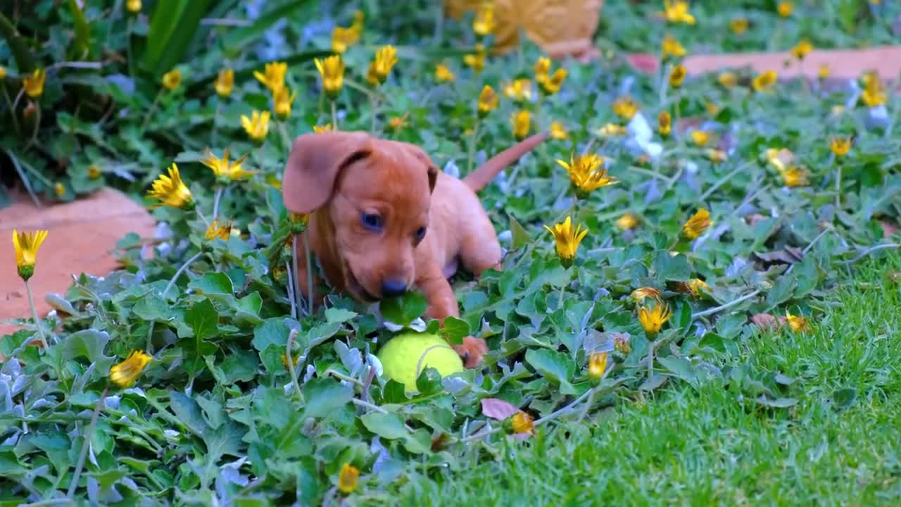 Dog footage