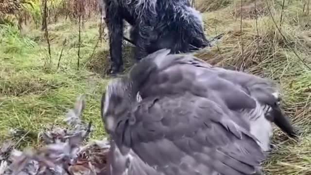 Animal World - Angry Bird #shorts #animallover #animalshorts #animals #birds