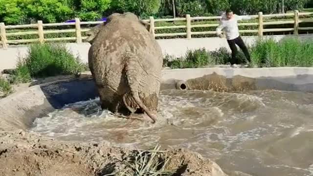 The elephant