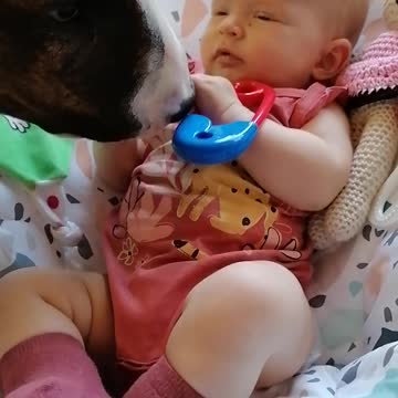 Bullterrier love vs children