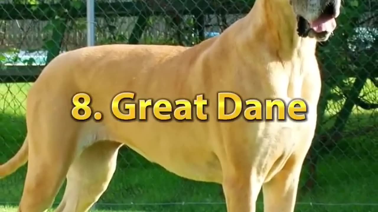 Top 10 most dangerous dog in the world