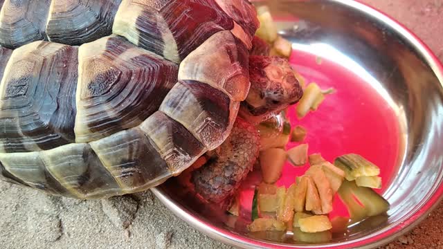 My Lovely tortle