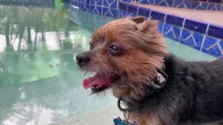 Dogs cool down in the pool