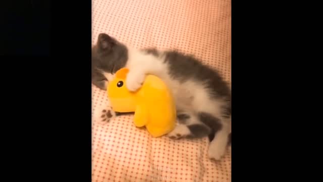 Cute And Funny Pets (Pets Compilation)