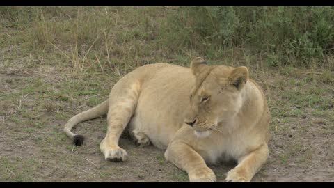 A lion lay on the ground thinking about life