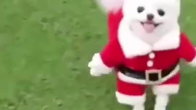 Funniest dog Christmas