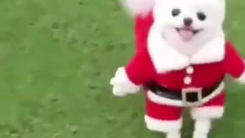 Funniest dog Christmas