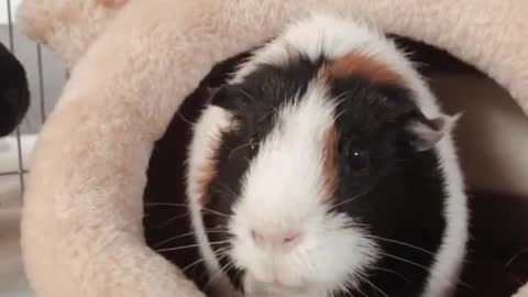 Guinea pig 🤣