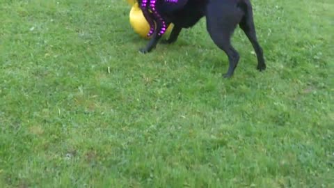 Labrador Luna in her Halloween gear.