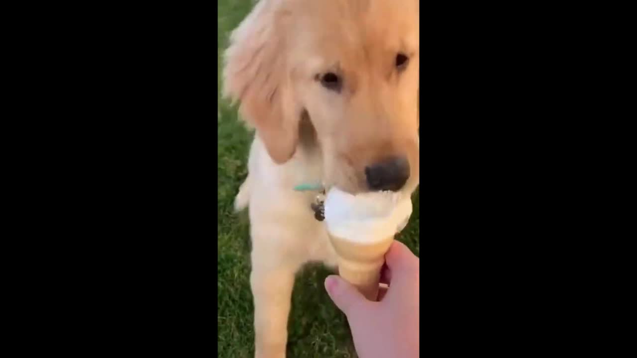 Funny dog eating icecream like never before