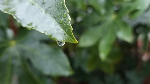 Raindrops on the leaves.