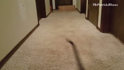 Five grey kittens racing down the hallway