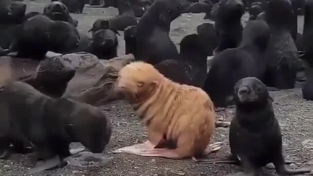 unique seal