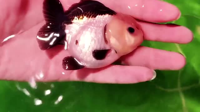Play fish everyday.Very decompressed