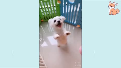 Cut funny puppy dog