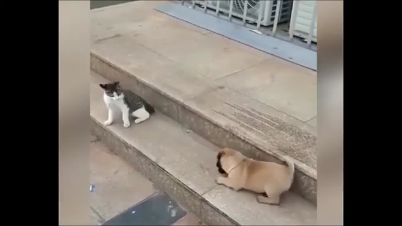 Cat slaps Dog