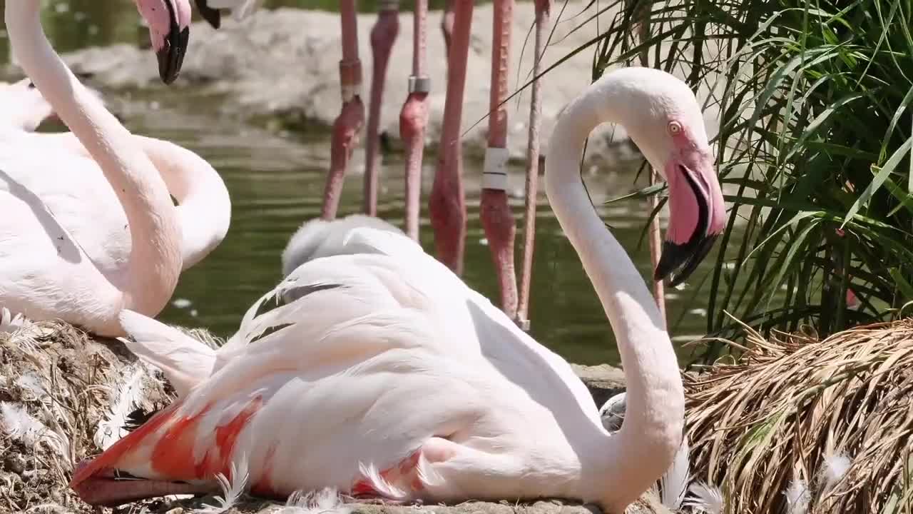 Flamingo—beauty of nature, beautiful birds