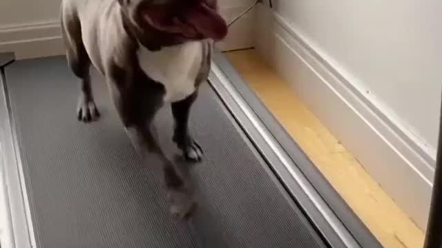 Doggo Working On His Beach Body!
