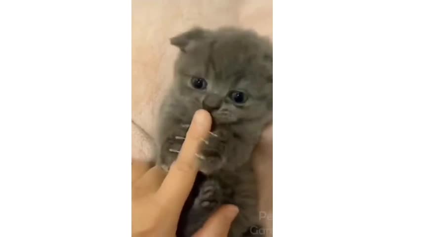 Baby Cats - Cute and Funny Cat Videos Compilation