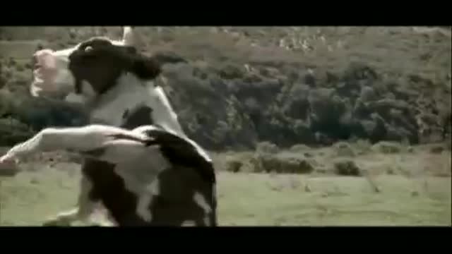 Cow & Man fight