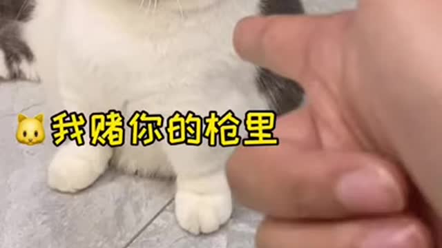 Funny cute cat reaction