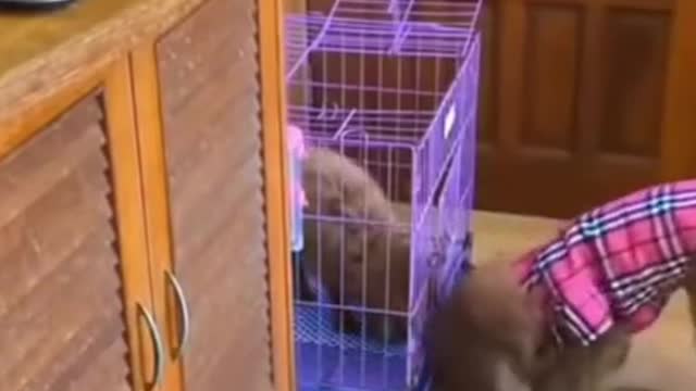Smart animal, funny animals, animal, smart dog, funny dog, animal tiktok