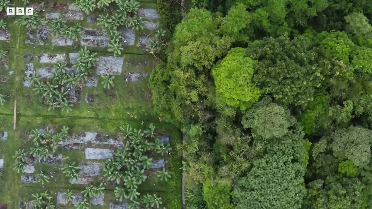 Sir David Attenborough Witnesses a Magical Moment | The Green Planet | BBC Earth