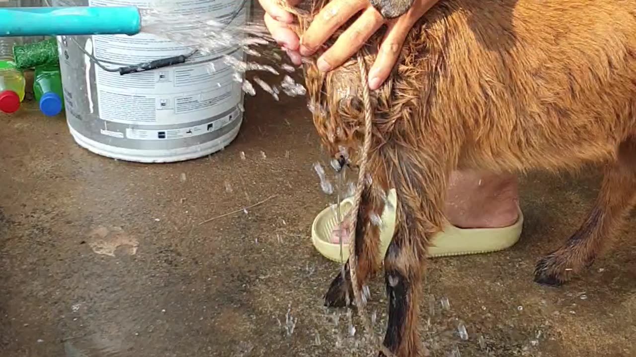 beautiful red goat