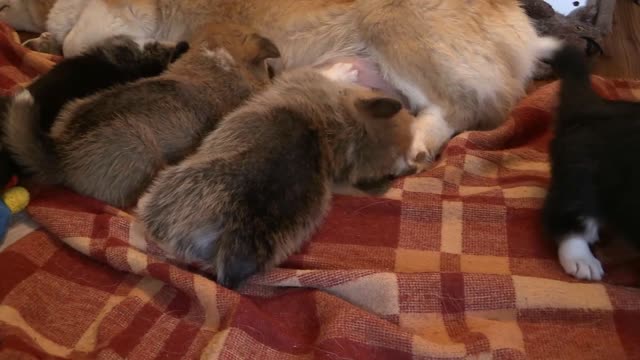 Corgi cute little dogs with their mom trying to get some milk