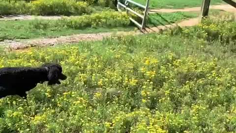 Poodle does flips while chasing squirrel