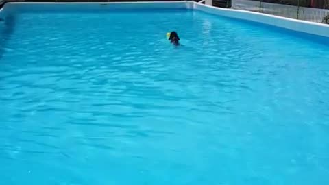 swimming dog with yellow ball