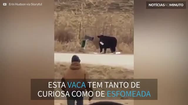 Vaca rouba e come correspondência de família norte-americana