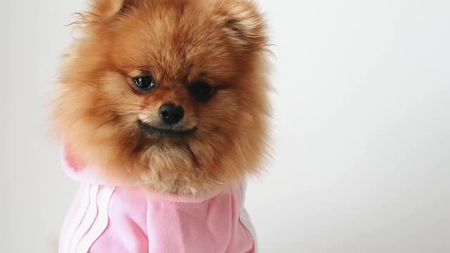 Pappi so cute, Bueatyful video . Pappis fancy dress so
