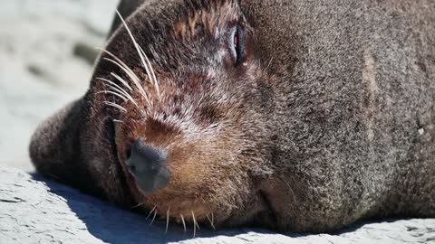 Seals 4K Video - pets World