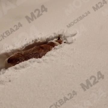 Moscow pets enjoying fluffy fresh fallen snow 🎄