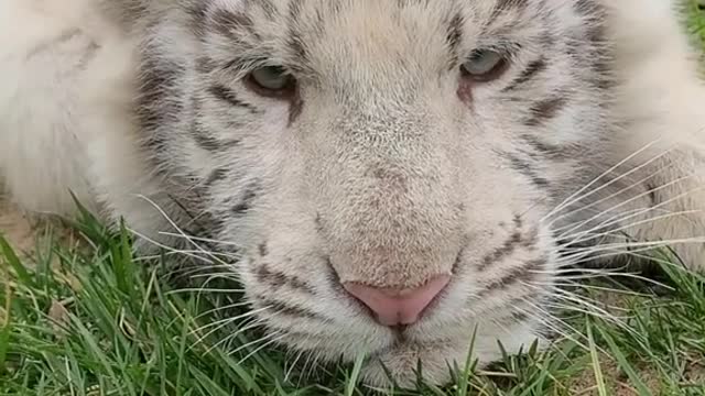 A white tiger trying to sleep