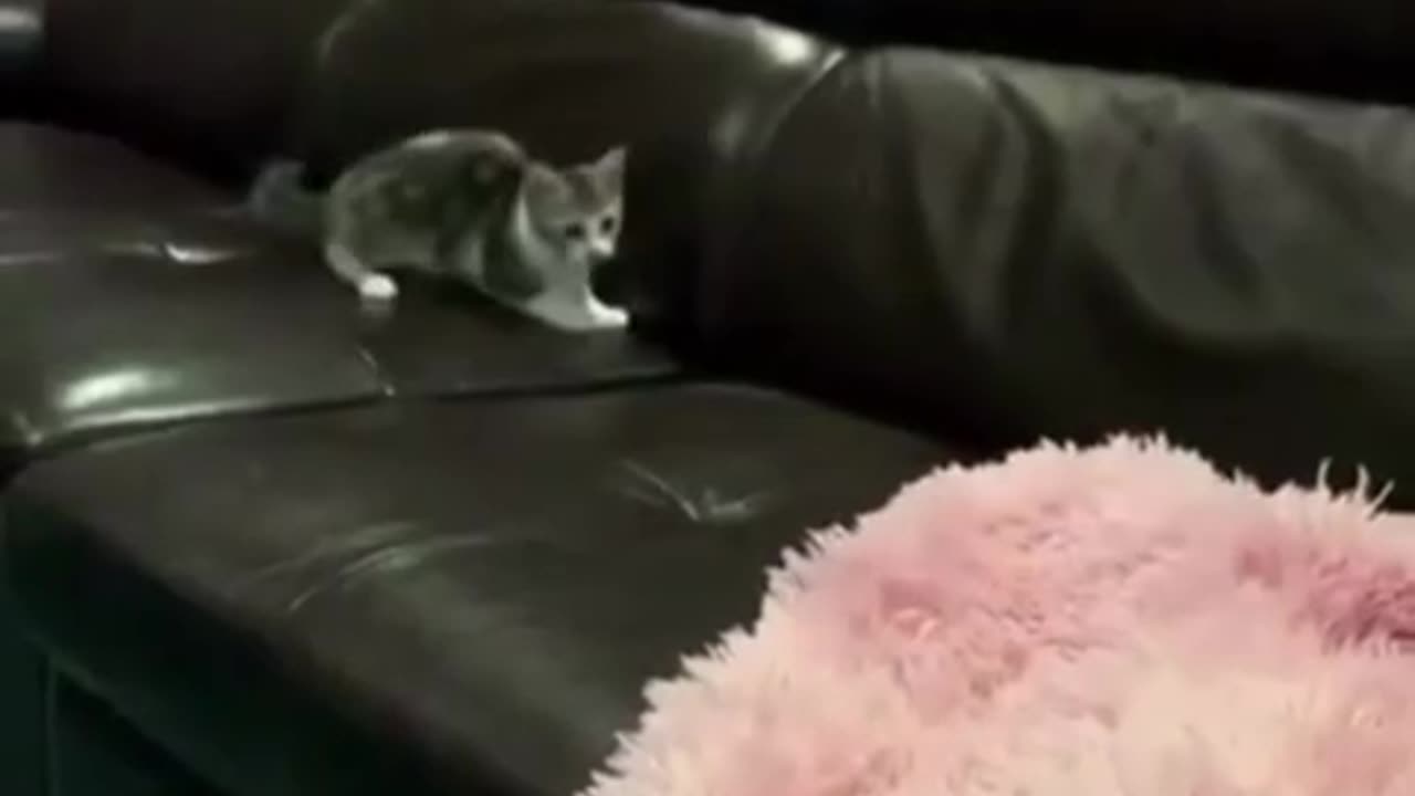 Cat 😺