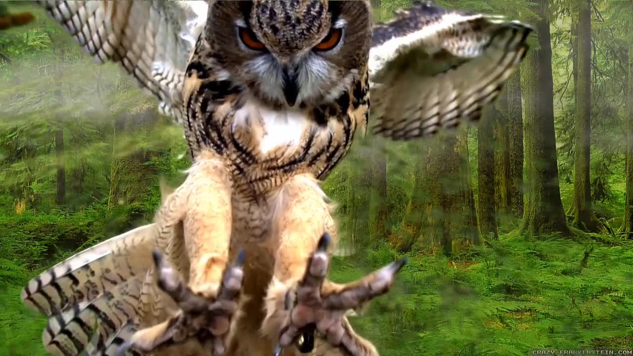 A beautiful owl pounces on its prey