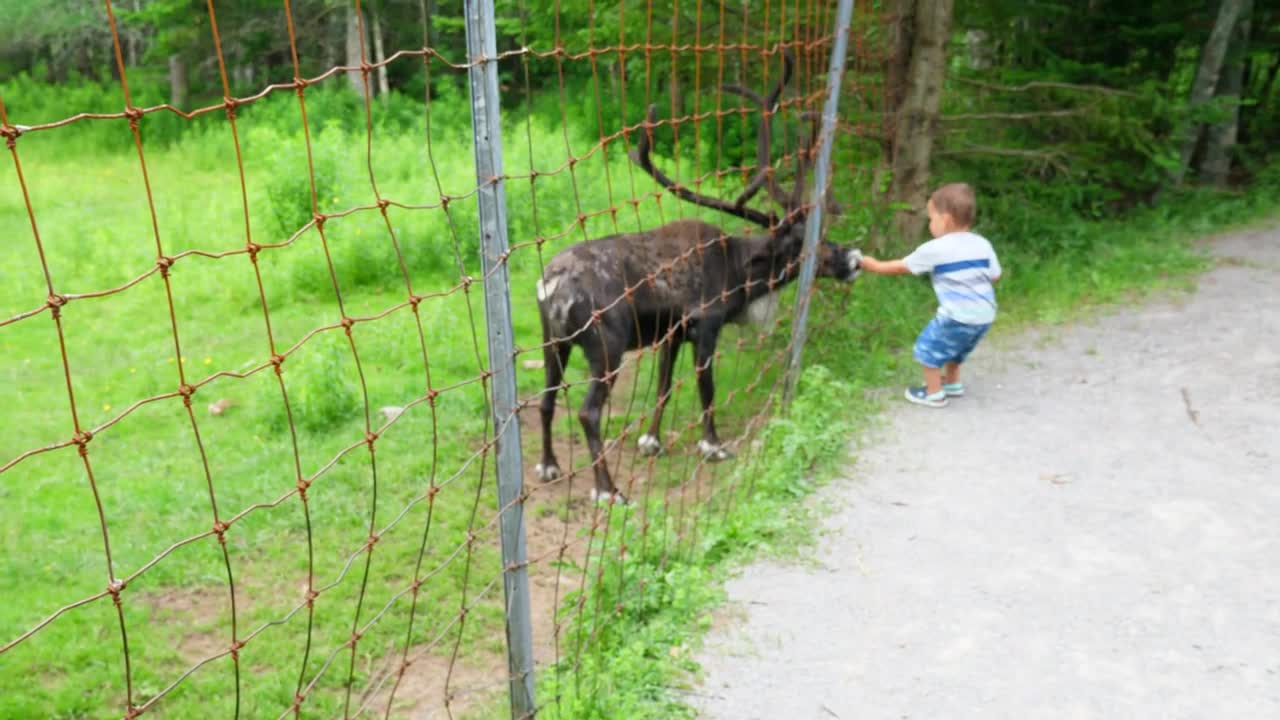 Boy Feeds Caribou Reindeer In Wildlife Conservation Park