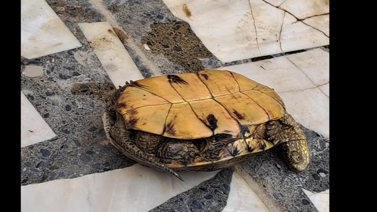 Turtle comeback