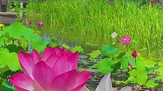 If the seedlings refuse to be pruned for fear of pain, they will never become useful.